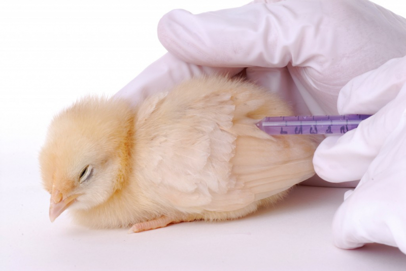 Хвороби курей — як зберегти птахів і не заразити потомство, лікування та профілактика