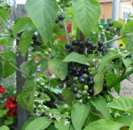 Чорниця форте — екзотичний вітамін на нашому городі