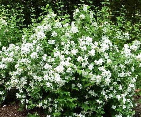 Чубушник Вінцевий — помилковий жасмин з білосніжним цвітінням і яскравим ароматом