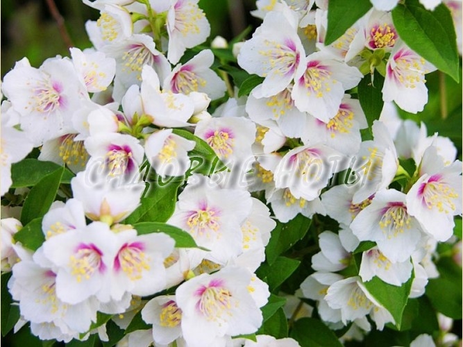 Чубушник Вінцевий — помилковий жасмин з білосніжним цвітінням і яскравим ароматом