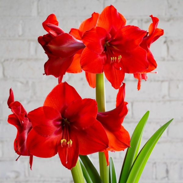 Квітка амариліс – як доглядати і домогтися рясного цвітіння