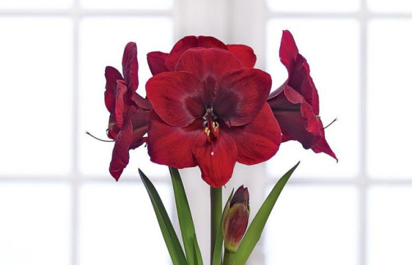 Квітка амариліс – як доглядати і домогтися рясного цвітіння