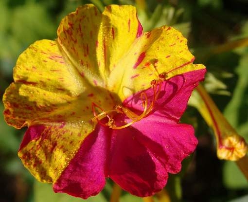 Квітка Мірабіліс або Нічна красуня – опис, сорти, посадка у відкритому грунті та догляд