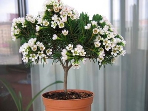 Квітка мирт – особливості догляду в домашніх умовах, методи розмноження рослини