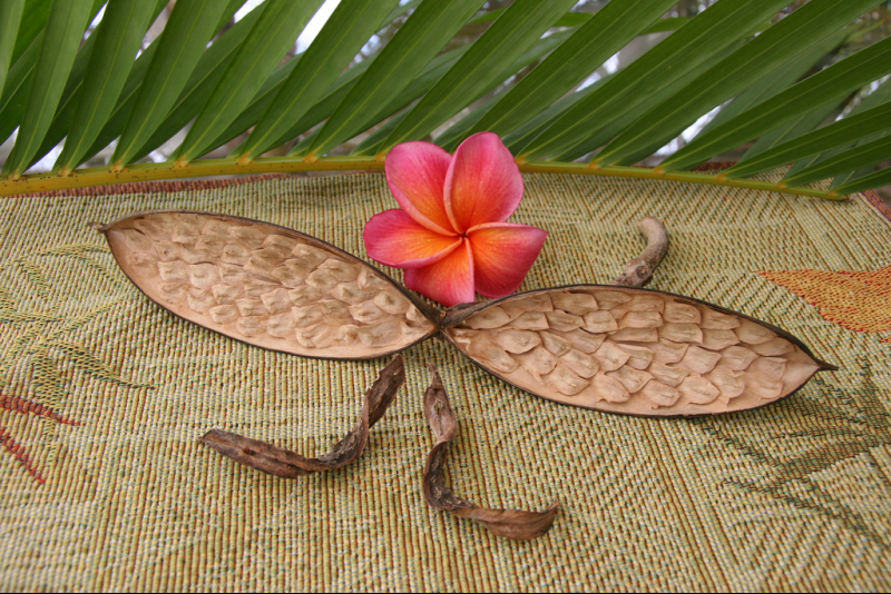 Квітка плюмерія — правила посадки і догляду за тропічною рослиною