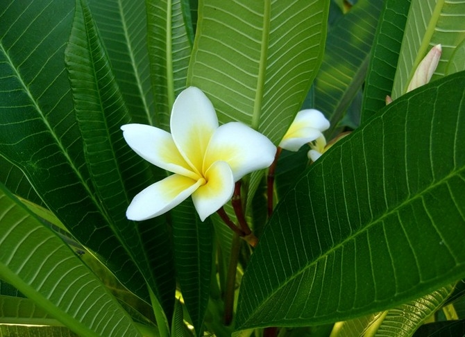 Квітка плюмерія — правила посадки і догляду за тропічною рослиною