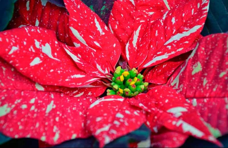 Квітка пуансетія – вирощування і розмноження