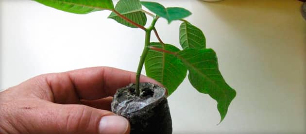 Квітка пуансетія – вирощування і розмноження
