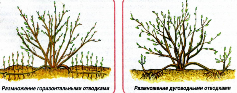 Вейгела квітуча – особливості садіння, вирощування у відкритому грунті і правила догляду