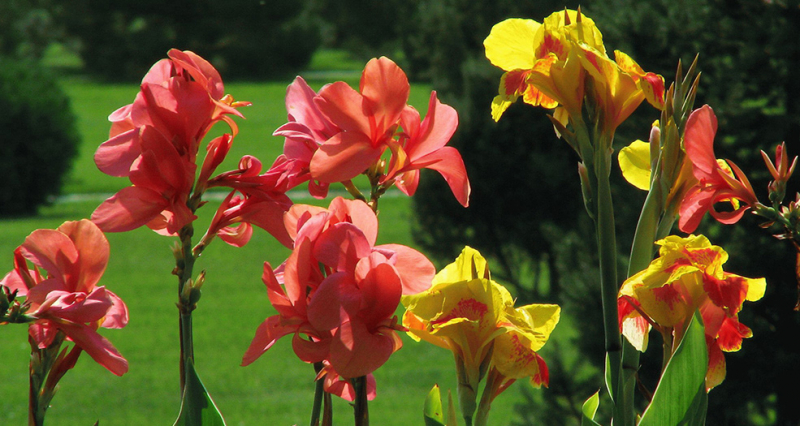 Квіти канни у вашому саду — особливості садіння, вирощування та догляду