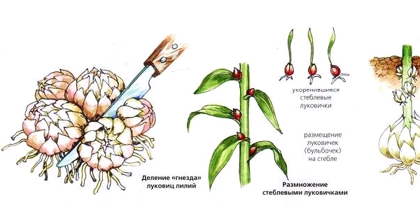 Квіти рябчики – види, посадка, догляд, розмноження