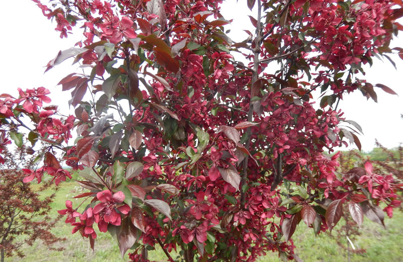 яблоня малус роялти. яблоня декоративная краснолистная роялти. яблоня малус роялти. яблоня хелена недзвецкого. яблоня краснолистная роялти.