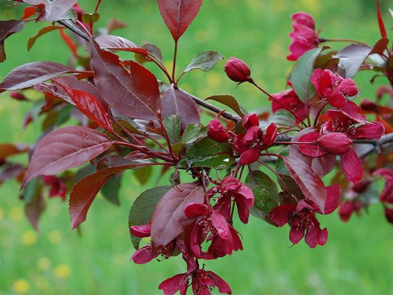 Декоративна яблуня Роялті – як правильно доглядати за рослиною?