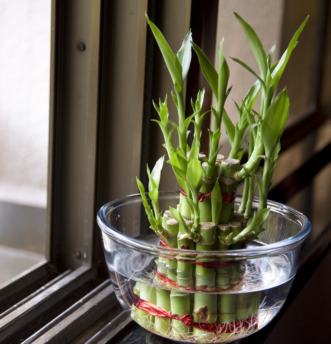 Декоративна кімнатна рослина бамбук — як виростити в домашніх умовах?