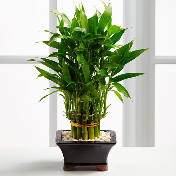 Декоративна кімнатна рослина бамбук — як виростити в домашніх умовах?