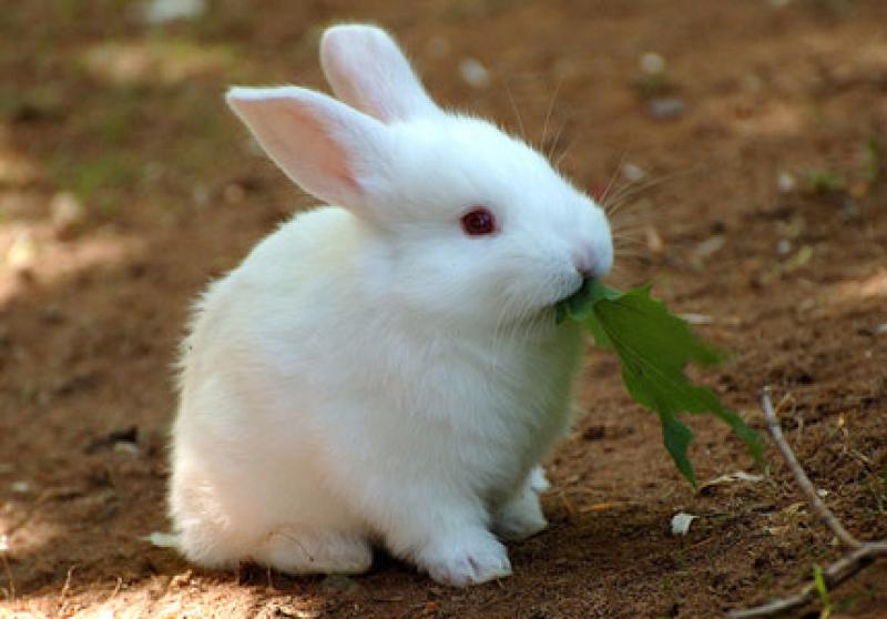 Декоративні кролики – утримання, догляд, харчування в домашніх умовах
