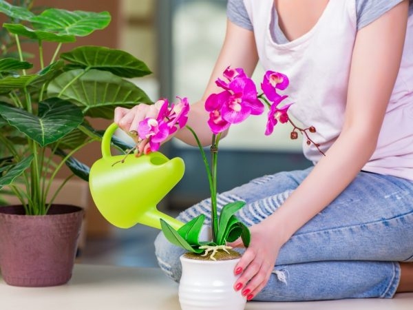 Дендробіум Нобіле – догляд за благородним квіткою в домашніх умовах