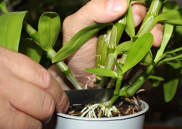 Дендробіум Нобіле – догляд за благородним квіткою в домашніх умовах