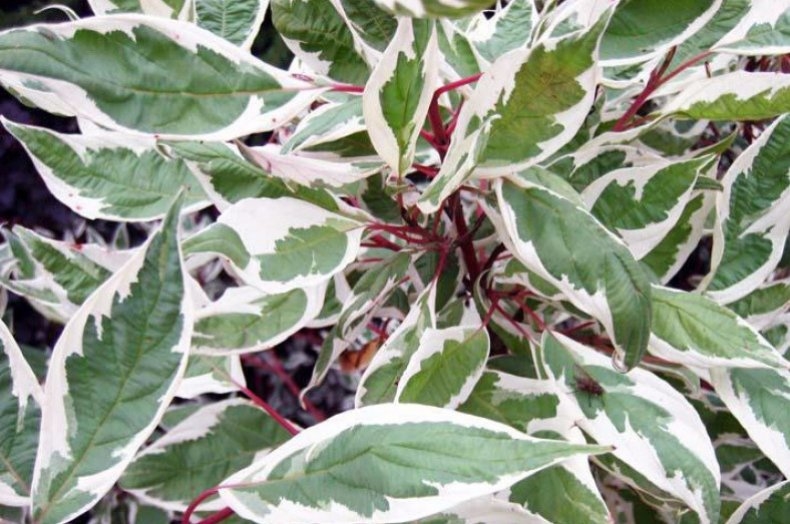 Дерен Ряболисті – декоративний чагарник, невибагливий у догляді