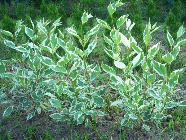 Дерен Ряболисті – декоративний чагарник, невибагливий у догляді