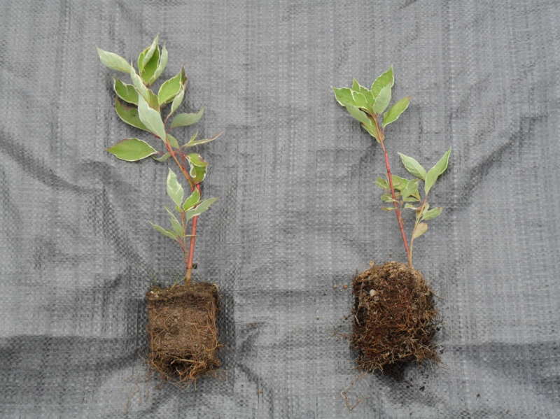 Дерен Ряболисті – декоративний чагарник, невибагливий у догляді