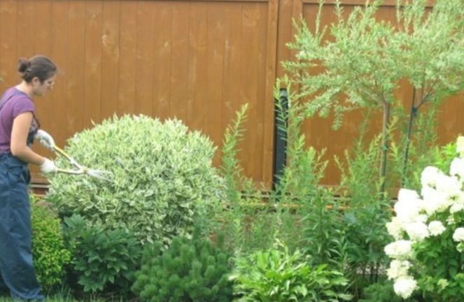 Дерен Ряболисті – декоративний чагарник, невибагливий у догляді