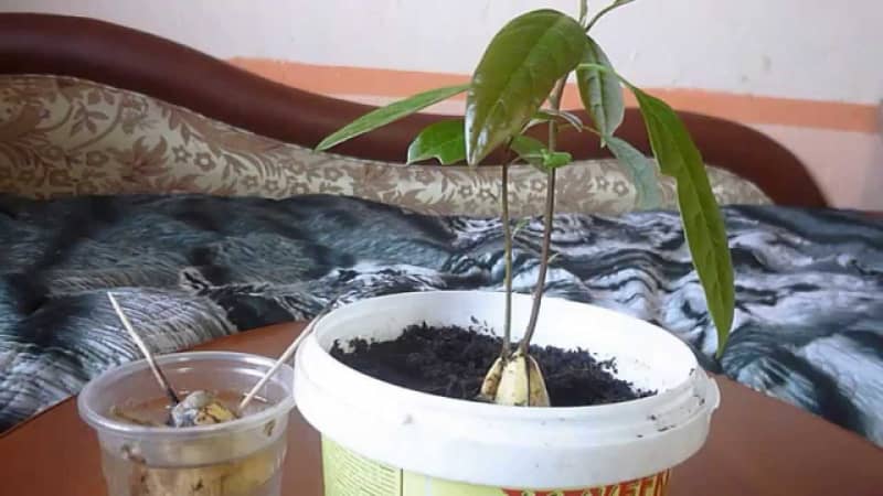 Дерево авокадо з кісточки — швидко і просто в домашніх умовах