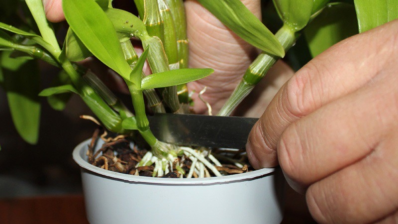 Дітки орхідеї – правила пересадки в окремі квіткові горщики