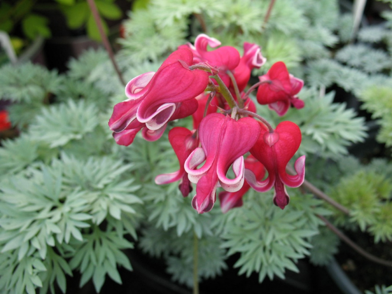 Дицентра чудова — «серцевий квітка» для прикраси саду