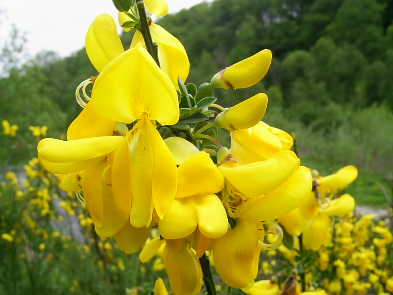 Дицентра чудова — «серцевий квітка» для прикраси саду