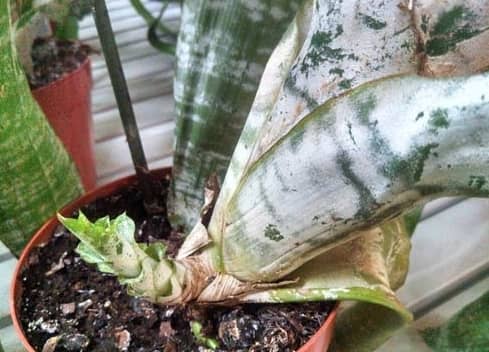 Ехмея — екзотична рослина у вас вдома