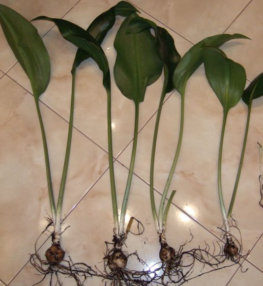 Еухаріс чи амазонська лілія – вирощування і догляд в домашніх умовах