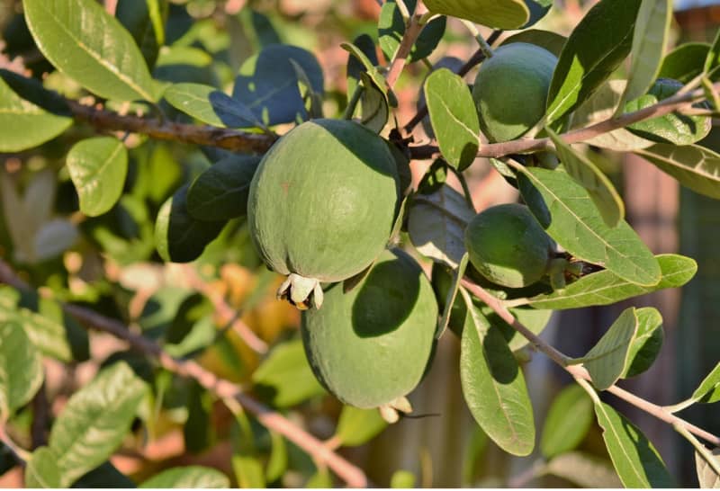 Фейхоа — корисні властивості фрукта і рекомендації з вирощування в домашніх умовах