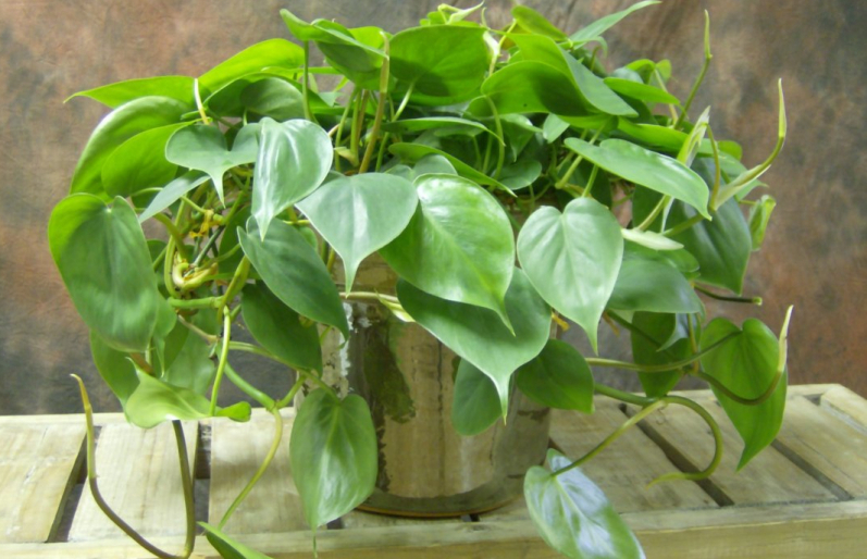 Філодендрон — домашній улюбленець з великими листками і оригінальним цвітінням