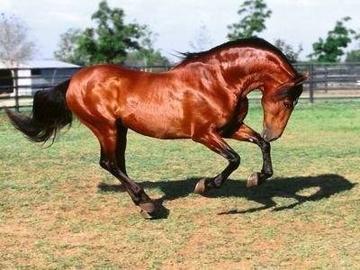 Гнідий кінь — опис масті, поради по правильному догляду