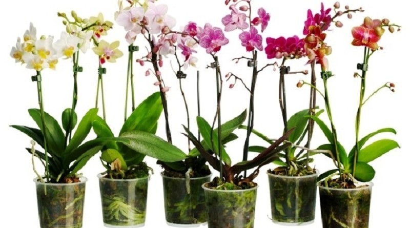 Горщики і грунт для орхідей — як вибрати тару і приготувати субстрат?