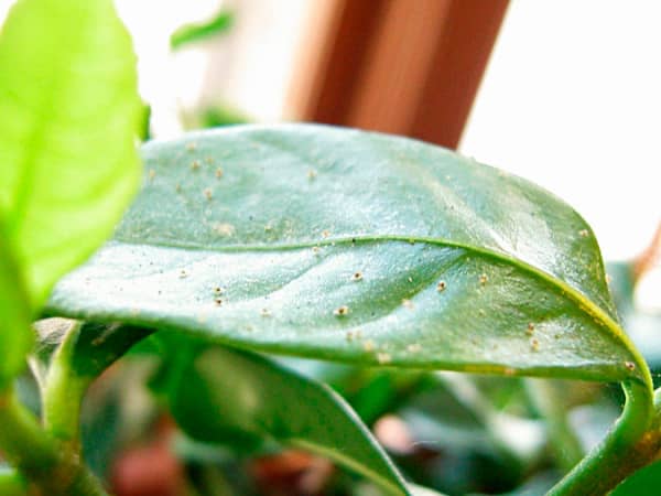 Гортензія жасминова — секрети вирощування та догляду в домашніх умовах