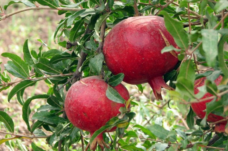Гранатове дерево — рясний урожай смачних плодів в домашніх умовах