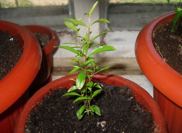 Гранатове дерево — рясний урожай смачних плодів в домашніх умовах