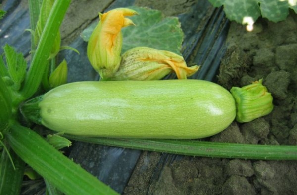 Кабачки – популярні сорти і види овочевої культури