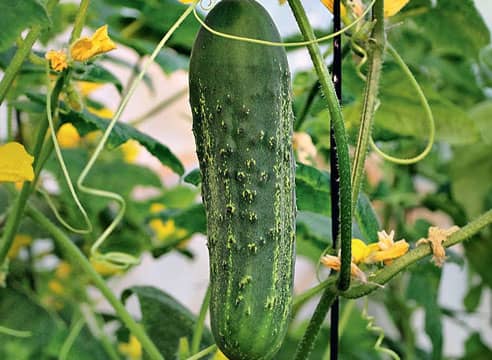 Як і чим підживити огірки – поради для вирощування овочів у теплицях і відкритому грунті