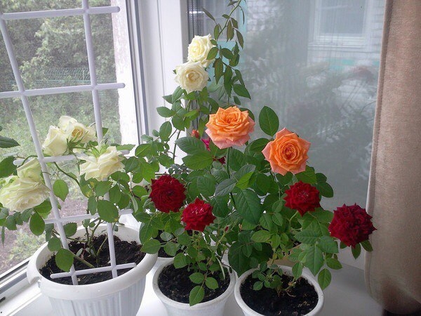 Як здійснювати пересадку кімнатних і садових троянд на нове місце — поради професіоналів