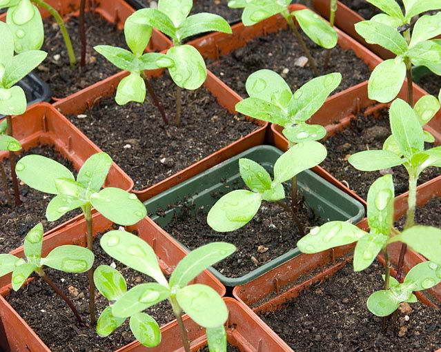 Як посадити і виростити гелениум багаторічний в саду?