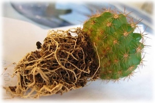 Як правильно пересадити кактус – інструкція та рекомендації