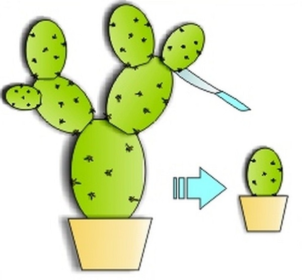 Як правильно пересадити кактус – інструкція та рекомендації