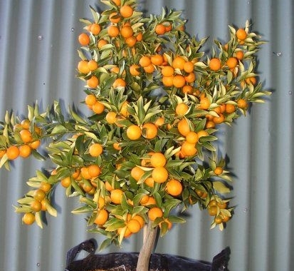 Як правильно виростити мандаринове дерево в домашніх умовах