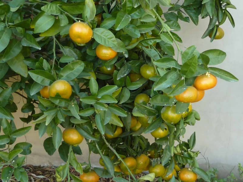 Як правильно виростити мандаринове дерево в домашніх умовах
