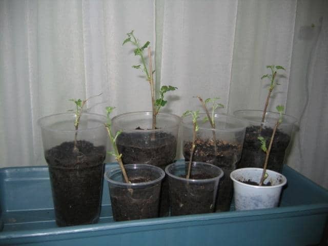 Як розмножити, посадити і виростити красиву і врожайне шовковичне дерево?