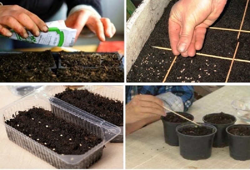 Як садити помідори на розсаду насіння — строки посіву, підготовка насіння та догляд