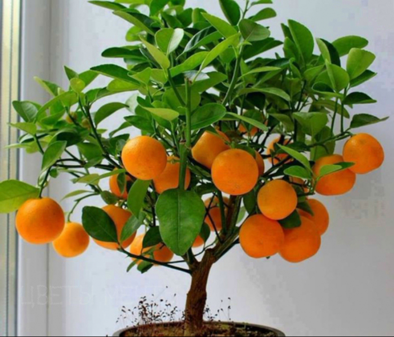 Як виростити апельсин з кісточки в домашніх умовах?